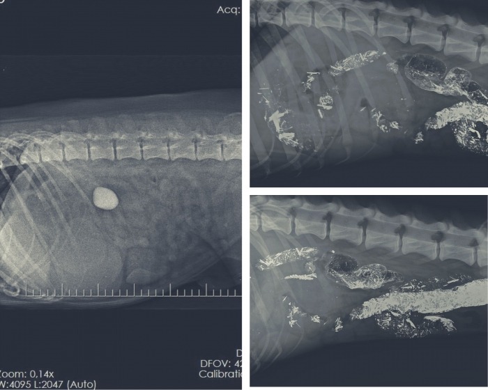Collage van röntgenfoto's van een hond