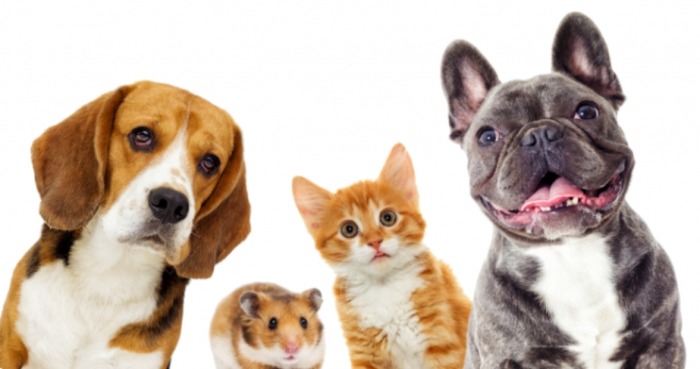 dierenpension gasten dierenpension gasten