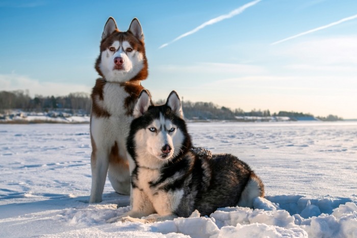 Twee Siberische husky's zitten in de sneeuw. 