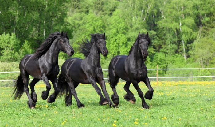 Drie Friese paarden in een veld