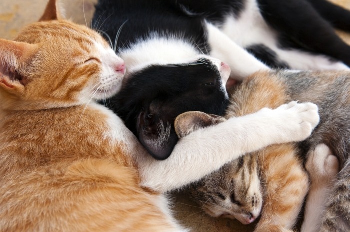 Drie katten slapen samen