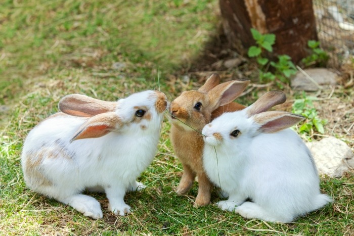 Drie konijnen knabbelen aan een grasspriet