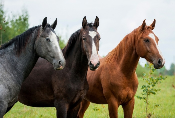 Drie paarden op een rij in een weide
