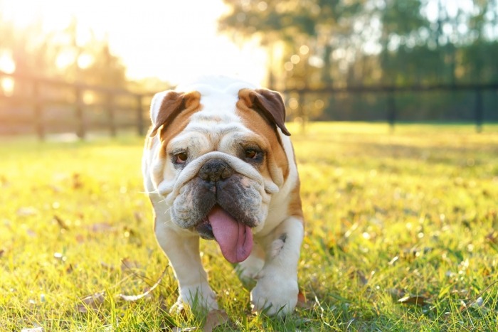 Engelse bulldog hijgt Engelse bulldog hijgt