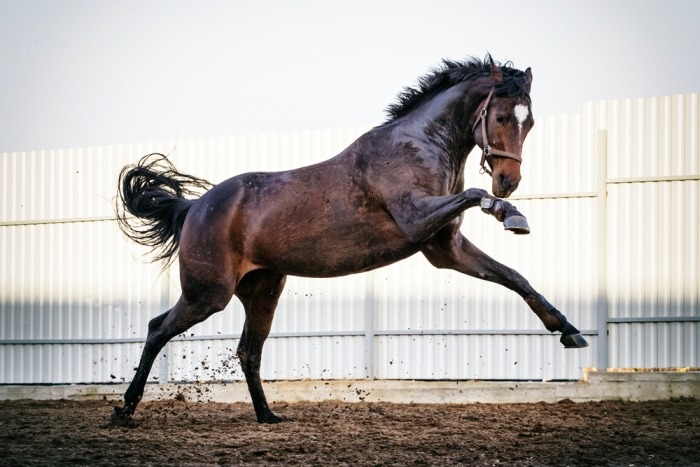 De Engelse volbloed is een krachtig paard