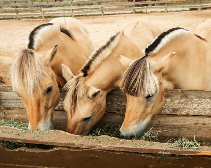 3 fjordpaarden eten naast elkaar uit een voerbak. 3 fjorden eten naast elkaar.