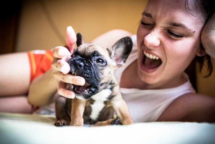 Franse bulldog pup bijt in vingers van vrouw die au roept 
