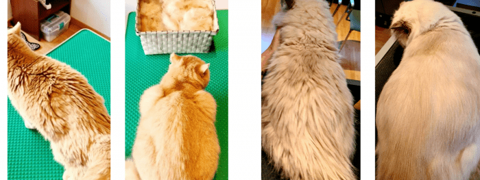 Katten voor en na een trimbeurt