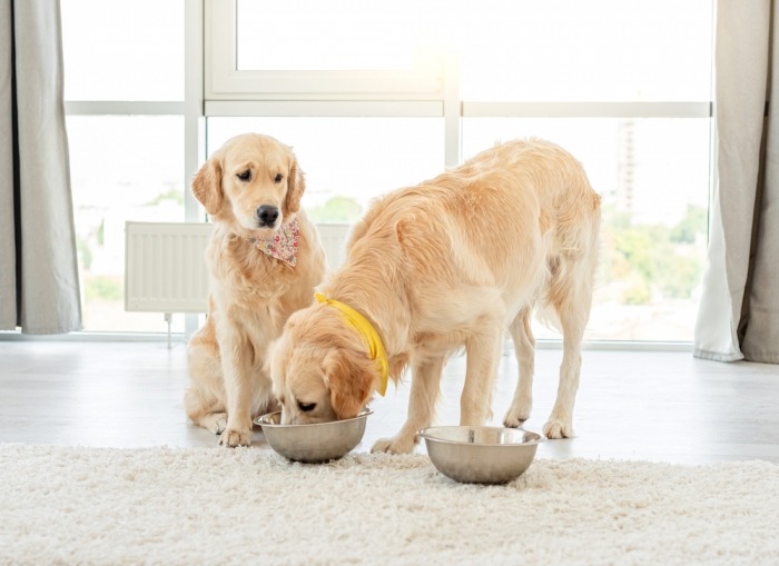 Golden retriever eet uit voerbak van andere hond