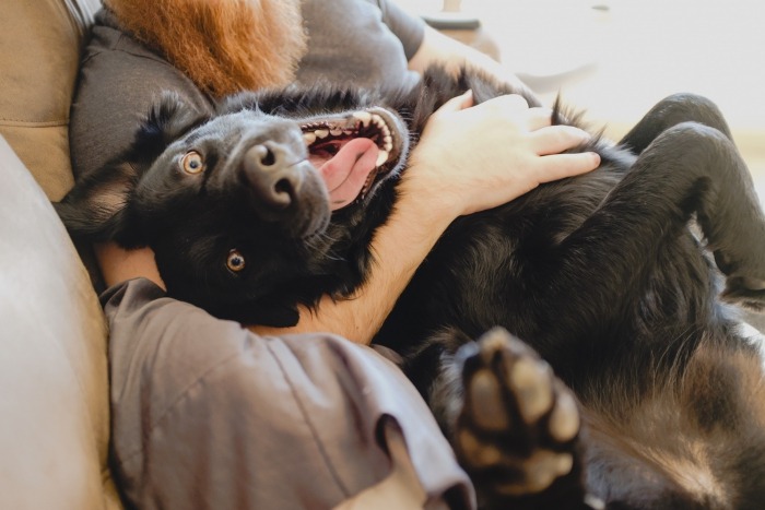 Hond knuffelt met vrouw