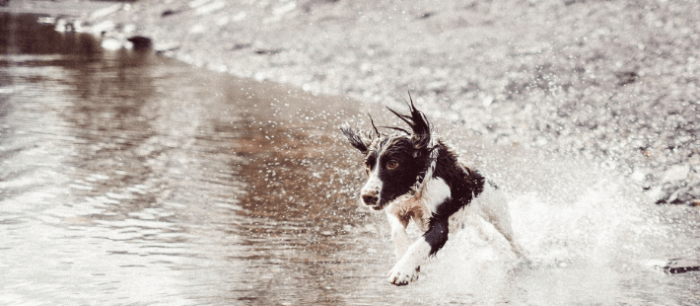 Hond in water