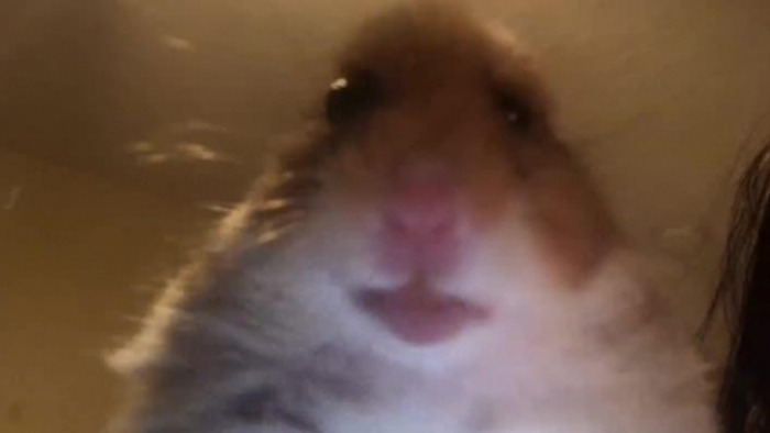 The staring hamster meme The staring hamster meme