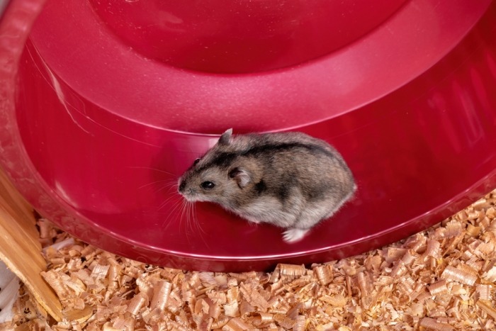 hamster in hamsterwiel
