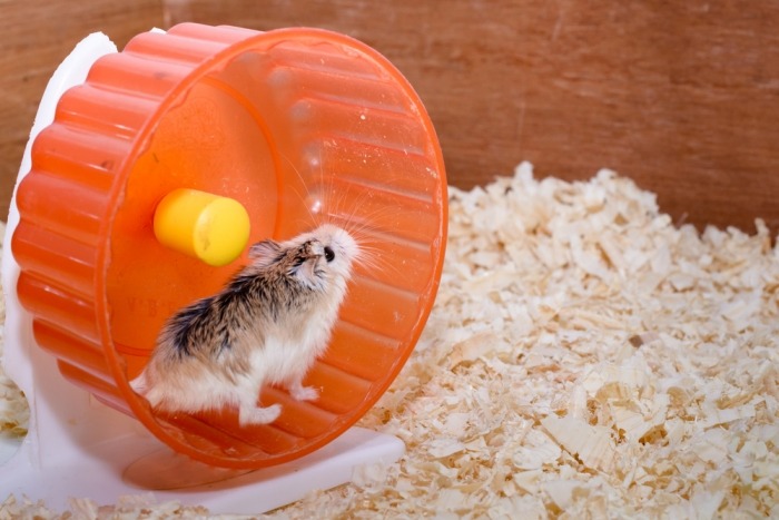 Hamster loopt in een oranje loopwiel in zijn kooi