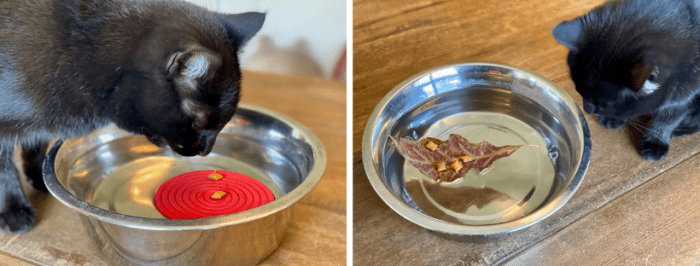 Kat eet brokje van drijvend bierviltje en drijvend herfstblad 