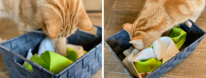 Kat snuffelt in doos met fleece repen 