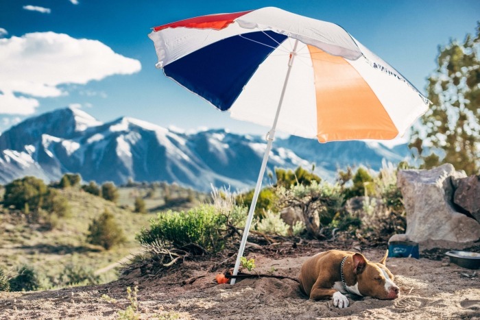 Hond onder parasol in de bergen