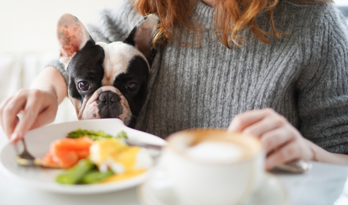 Hond zit op schoot aan tafel met een bord vol eten voor zich