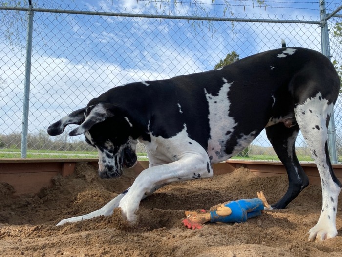 Hond begraaft speeltje in zandbak