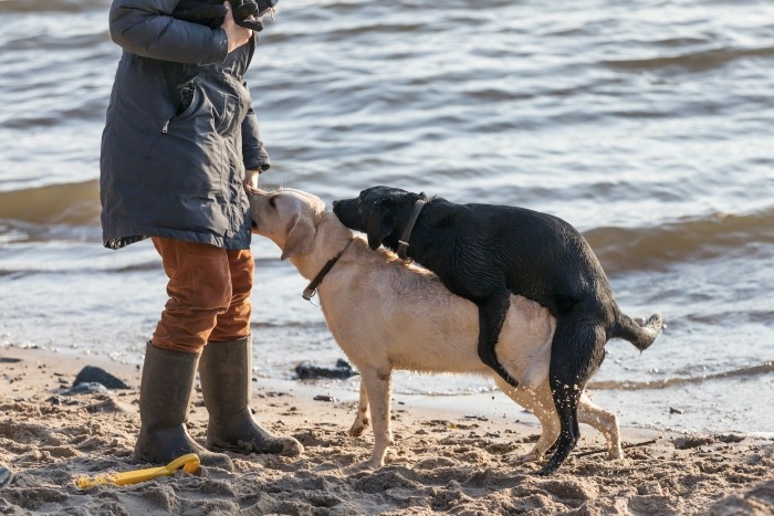 Zwarte labrador berijdt beige labrador aan zee