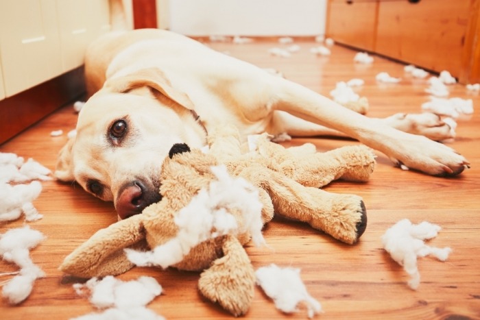Hond bijt knuffel kapot en ligt tussen de restanten Hond bijt knuffel kapot en ligt tussen de restanten