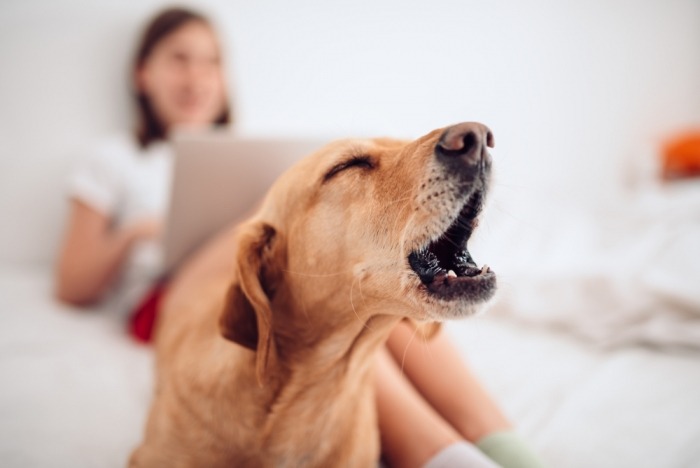 Blaffende hond en vrouw met laptop op achtergrond