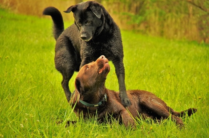 Zwarte hond domineert bruine hond in het gras