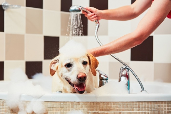 Hond wordt gewassen in bad met douchekop
