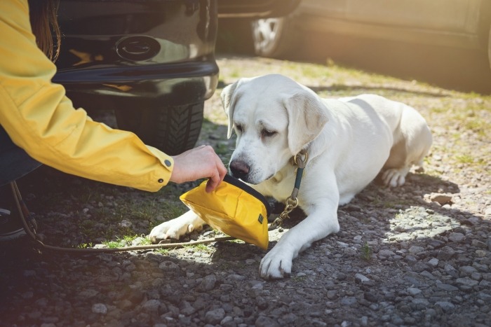 Labrodor drinkt uit gele reisdrinkbak Hond drinkbak reizen