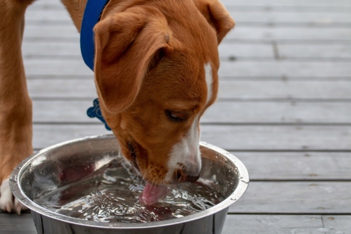 Hond drinkt uit waterbak