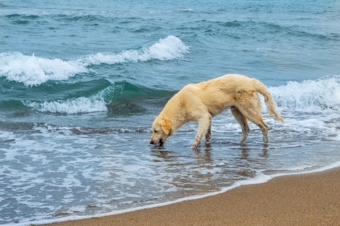 Hond drinkt zeewater
