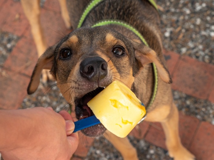 Hond eet van een geel ijsje op een stokje