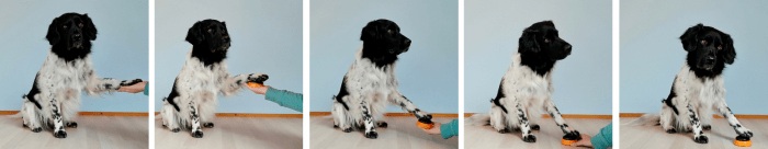 Stappenplan om hond met poot op knop te leren drukken