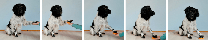 Hond drukt op knop Stappenplan om hond met poot op knop te leren drukken