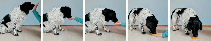 Stappenplan om hond met neus te leren drukken op een knop 