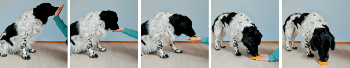 Hond drukt op knop Stappenplan om hond met neus te leren drukken op een knop