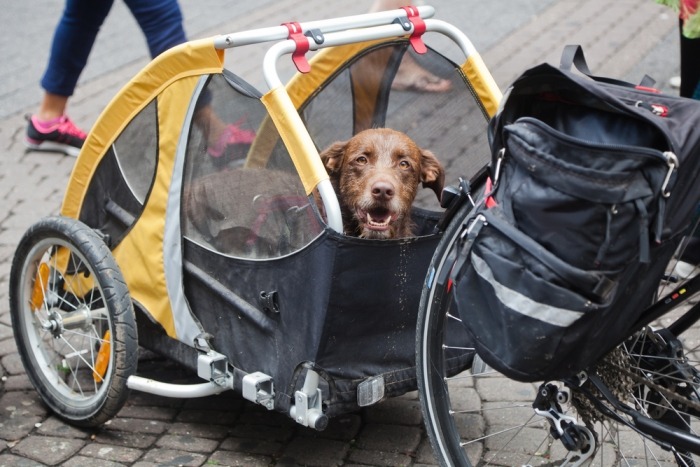 Hond in een fietskar