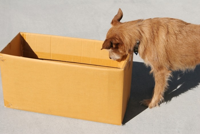 Hond kijkt in kartonnen doos