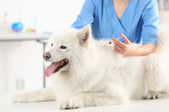 Hond krijgt injectie bij dierenarts