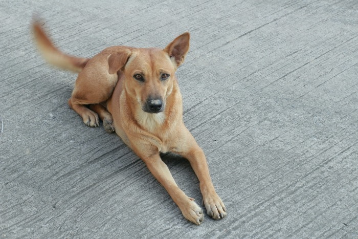 Bruine hond ligt neer op beton en kwispelt
