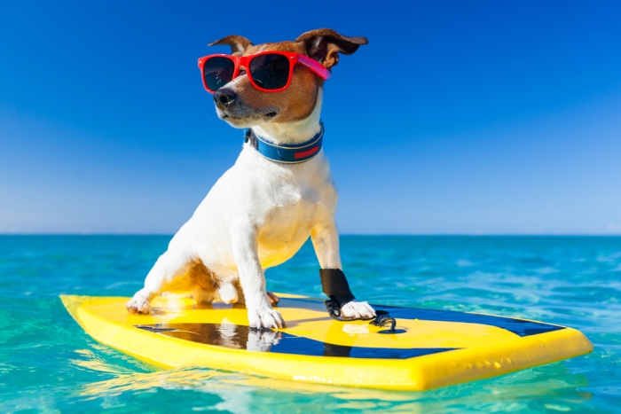 Jack Russell met zonnebril op surfplank in het water