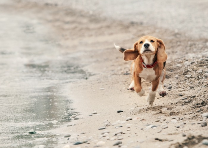 Beagle rent over het strand langs de branding