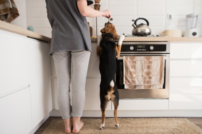 Vrouw voert rechtopstaande hond aan het keukenaanrecht