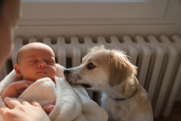 Hond ruikt aan pasgeboren baby