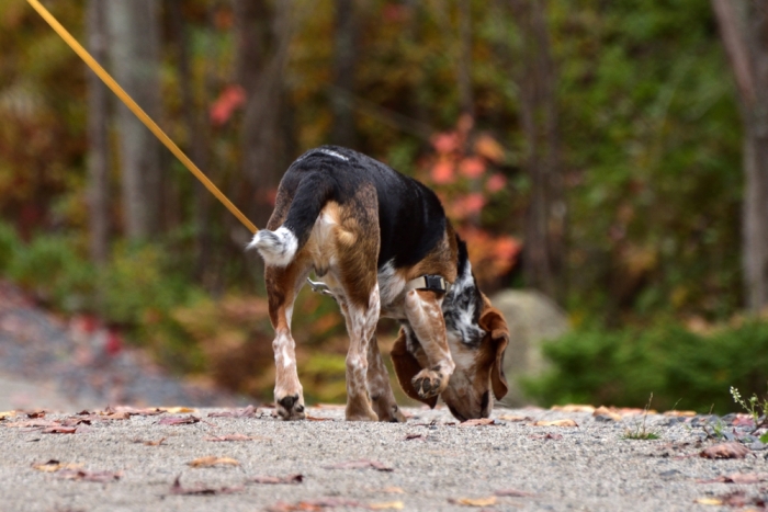 Hond snuffelt tijdens het wandelen aan de leiband 