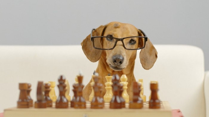 Hond met bril speelt schaak