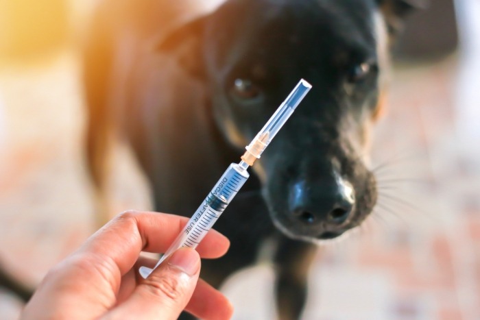 Hond krijgt vaccinatiespuitje te zien