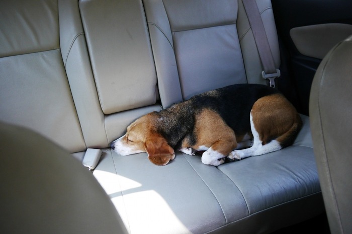 Beagle met wagenziekte ligt op de achterbank