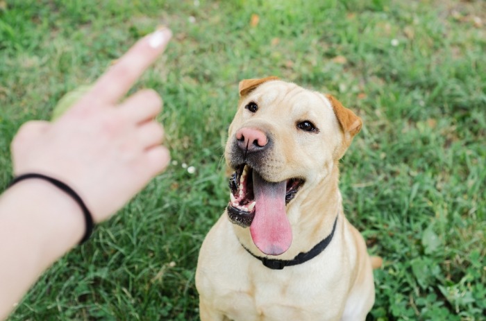 Hond kijkt met tand uit zijn bek naar gebaren van baasje