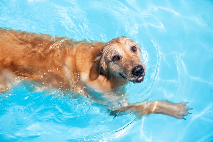 Hond zwemt in een zwembad Hond zwemt in een zwembad